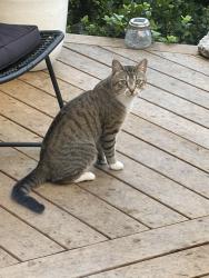 Reunited Female Cat last seen Mavis and Derry , Mississauga, ON L5W