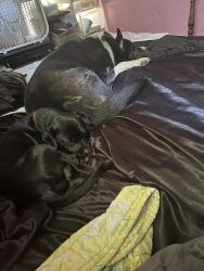 Lost Male Dog last seen Ace Hardware, Columbus, OH 43207