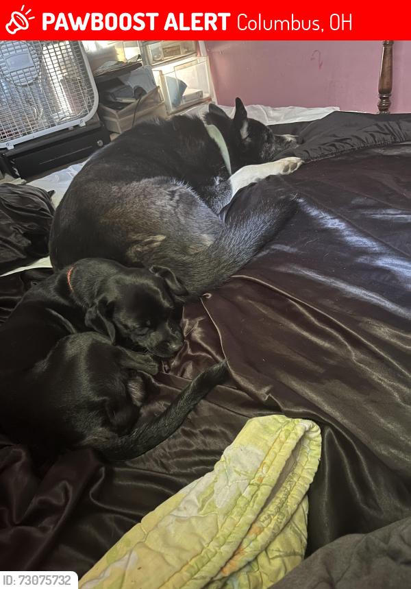 Lost Male Dog last seen Ace Hardware, Columbus, OH 43207