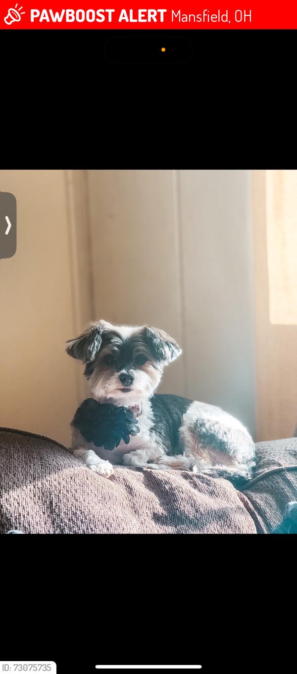 Lost Female Dog last seen Impala, Mansfield, OH 44903