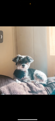 Lost Female Dog last seen Impala, Mansfield, OH 44903