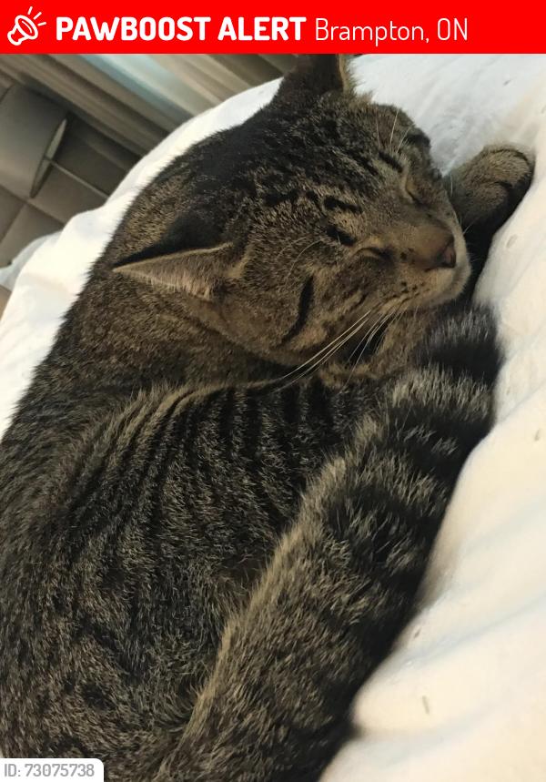 Lost Male Cat last seen Northpark and Dixie , Brampton, ON 
