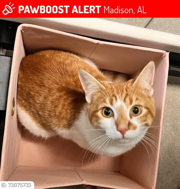 Lost Male Cat last seen Burke and faulkirk, Madison, AL 35756
