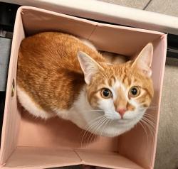 Lost Male Cat last seen Burke and faulkirk, Madison, AL 35756
