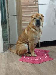 Lost Male Dog last seen Foi perdido na escola iba na cefer, Boa Vista, RS 90450-001