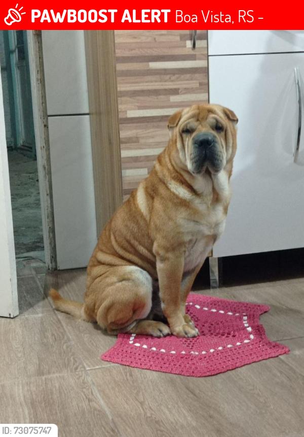 Lost Male Dog last seen Foi perdido na escola iba na cefer, Boa Vista, RS 90450-001