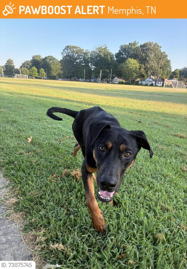 Found/Stray Male Dog last seen Homer & Gurnsey at Treadwell park, Memphis, TN 38122