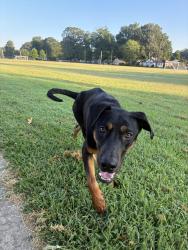 Found/Stray Male Dog last seen Homer & Gurnsey at Treadwell park, Memphis, TN 38122