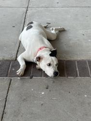 Found/Stray Female Dog last seen Clay Rd and Highway 6, Houston, TX 77084