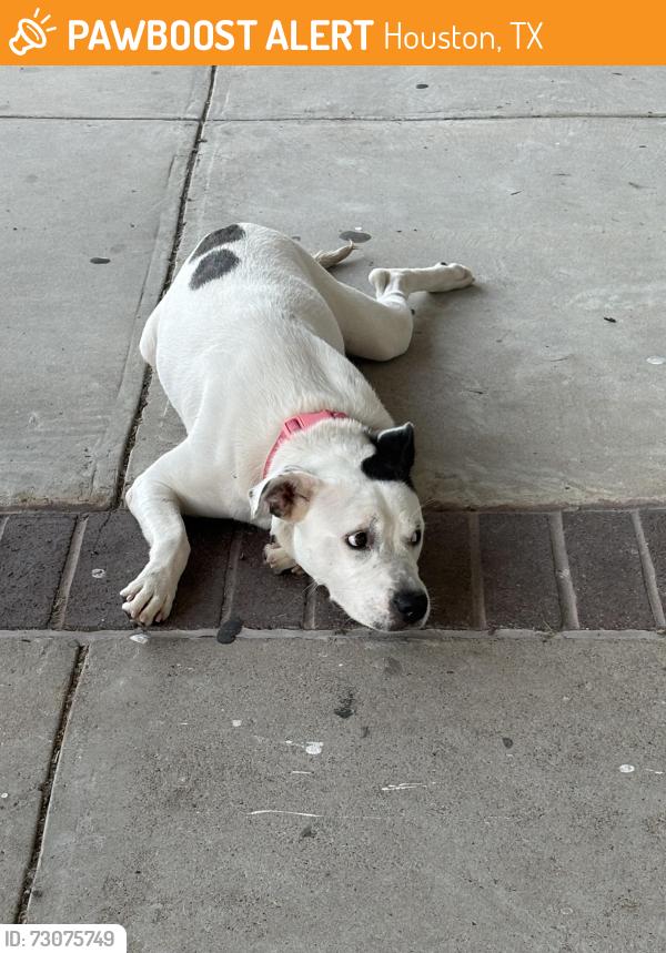 Found/Stray Female Dog last seen Clay Rd and Highway 6, Houston, TX 77084