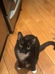 Lost Male Cat last seen Near E 91ST, MANHATTAN , New York, NY 10128