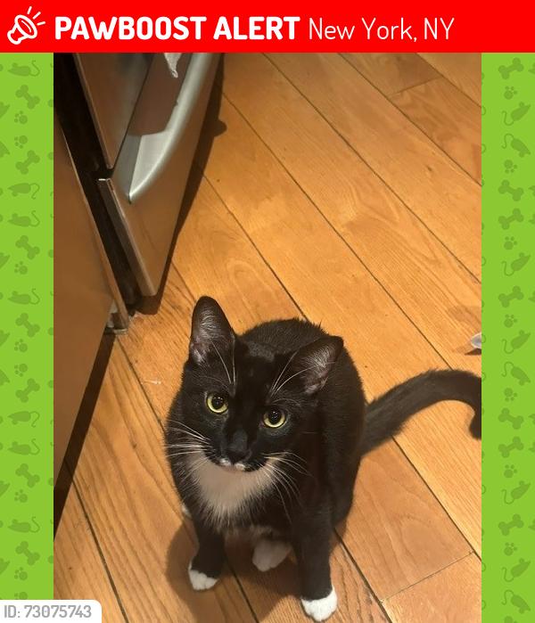 Lost Male Cat last seen Near E 91ST, MANHATTAN , New York, NY 10128