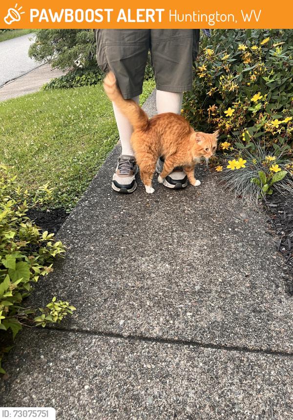 Found/Stray Unknown Cat last seen Camelot Dr and Eashington Blvd, Huntington, WV 25701