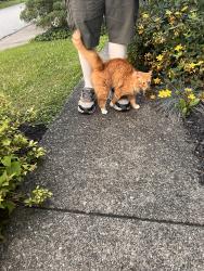 Found/Stray Unknown Cat last seen Camelot Dr and Eashington Blvd, Huntington, WV 25701