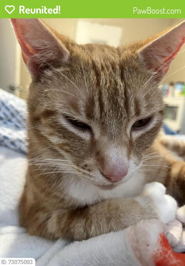 Reunited Female Cat last seen Sperry Avenue, Patterson, CA 95363