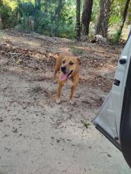 Found/Stray Unknown Dog last seen SE 179 place and SE 169 ave, Alachua County, FL 32667