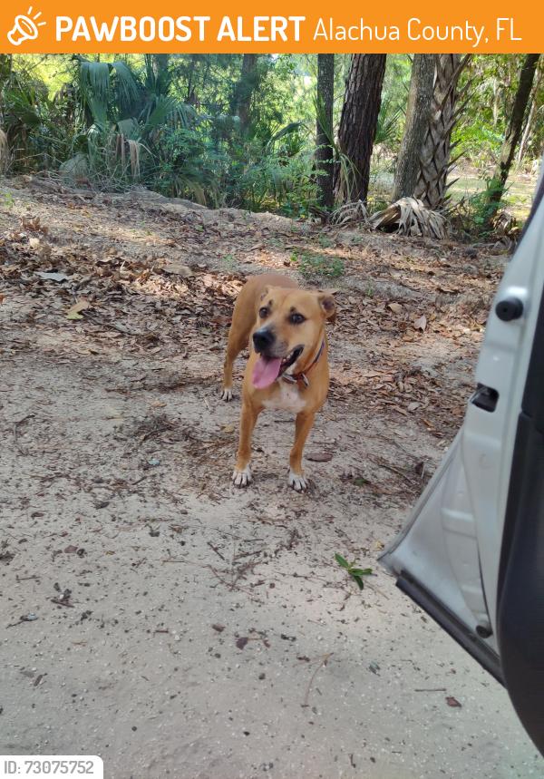 Found/Stray Unknown Dog last seen SE 179 place and SE 169 ave, Alachua County, FL 32667