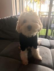 Lost Male Dog last seen Kimberly road, North Lauderdale, FL 33068