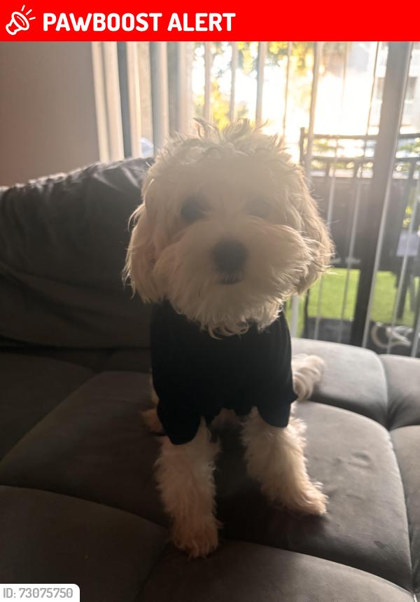 Lost Male Dog last seen Kimberly road, North Lauderdale, FL 33068