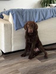 Reunited Male Dog last seen Near NW 13th Ave, Boynton Beach, FL 33426, USA, Boynton Beach, FL 33426
