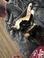Lost Female Cat last seen Tace dr and Middleborough rd, Essex, MD 21221