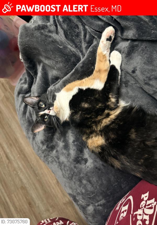 Lost Female Cat last seen Tace dr and Middleborough rd, Essex, MD 21221