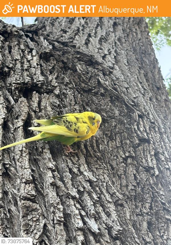 Found/Stray Unknown Bird last seen Jefferson ne and washington, Albuquerque, NM 87110