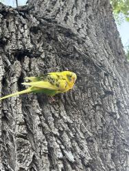 Found/Stray Unknown Bird last seen Jefferson ne and washington, Albuquerque, NM 87110