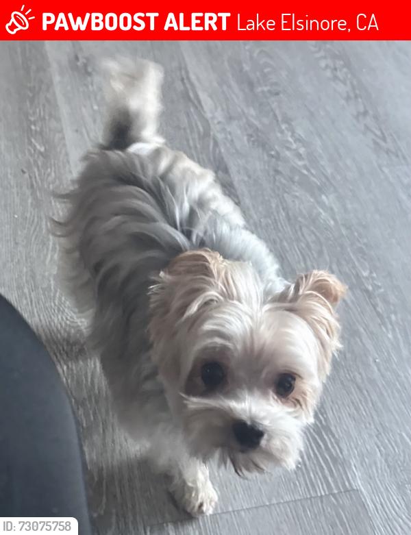 Lost Male Dog last seen Machado, Lake Elsinore, CA 92530