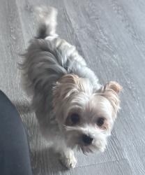 Lost Male Dog last seen Machado, Lake Elsinore, CA 92530