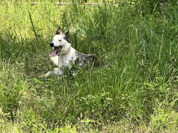 Lost Female Dog last seen Hwy 56 N, Clinton, SC 29325