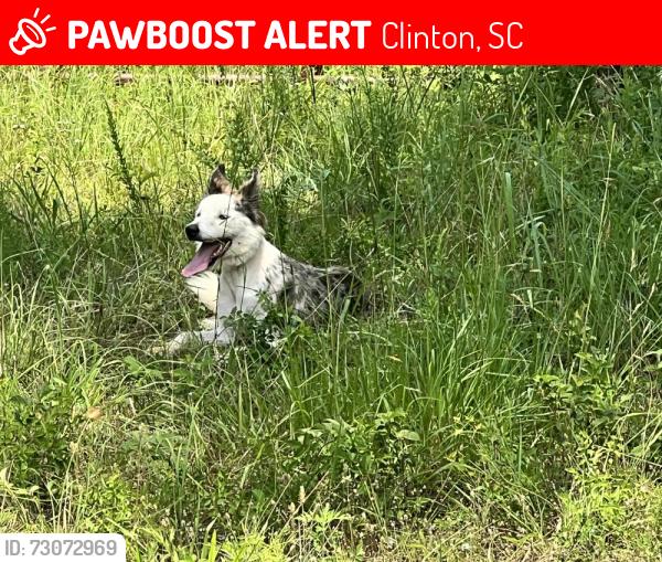 Lost Female Dog last seen Hwy 56 N, Clinton, SC 29325