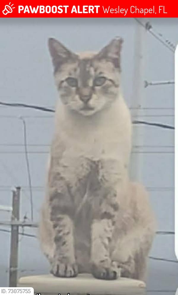 Lost Male Cat last seen Perderred materials imc, Wesley Chapel, FL 33544