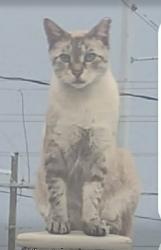 Lost Male Cat last seen Perderred materials imc, Wesley Chapel, FL 33544
