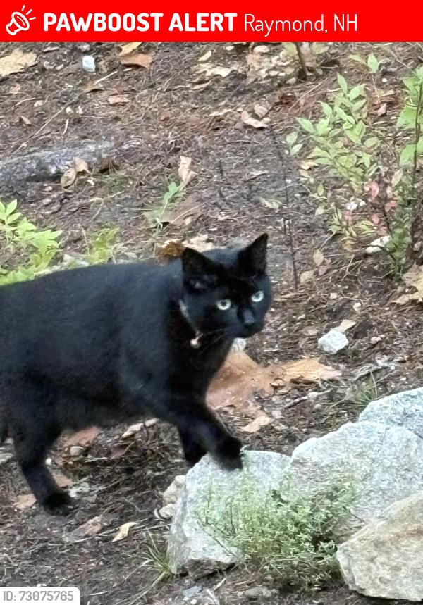 Lost Female Cat last seen Deer run road, Raymond, NH 03077