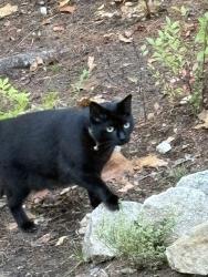 Lost Female Cat last seen Deer run road, Raymond, NH 03077