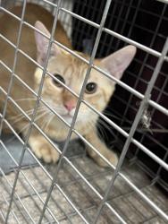 Shelter Stray Female Cat last seen Near BLOCK N 34TH ST, 3528 Newburg Rd, Louisville, KY 40218, USA