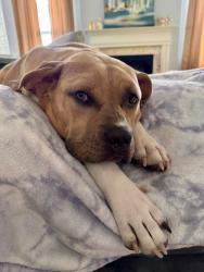 Shelter Stray Female Dog last seen CHARLOTTE, 8315 Byrum Dr, Charlotte, NC 28217, USA