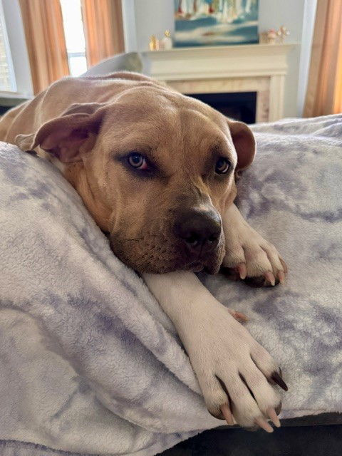 Shelter Stray Female Dog last seen CHARLOTTE, 8315 Byrum Dr, Charlotte, NC 28217, USA