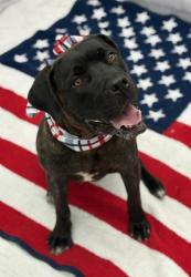 Shelter Stray Female Dog last seen Near BLOCK W OUTER DR, DETROIT, MI 48223, 7401 Chrysler Dr, Detroit, MI 48211, USA