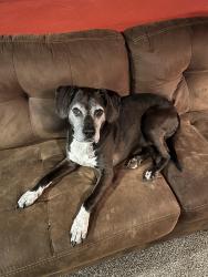 Lost Male Dog last seen Whiting road, Cicero, Ny, Cicero, NY 13039