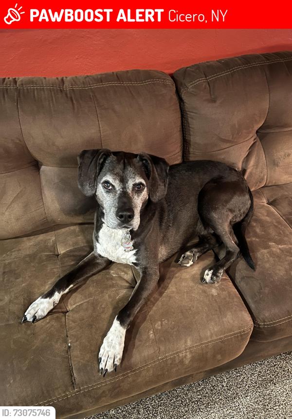 Lost Male Dog last seen Whiting road, Cicero, Ny, Cicero, NY 13039