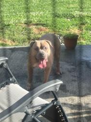 Found/Stray Male Dog last seen Wheelock Rd, Maplecrest Rd, Fort Wayne, IN 46835