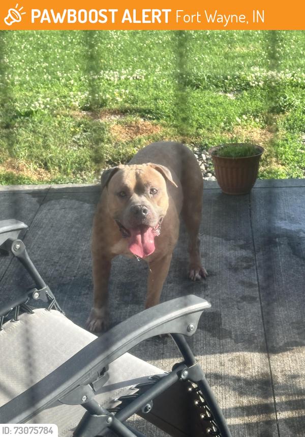 Found/Stray Male Dog last seen Wheelock Rd, Maplecrest Rd, Fort Wayne, IN 46835