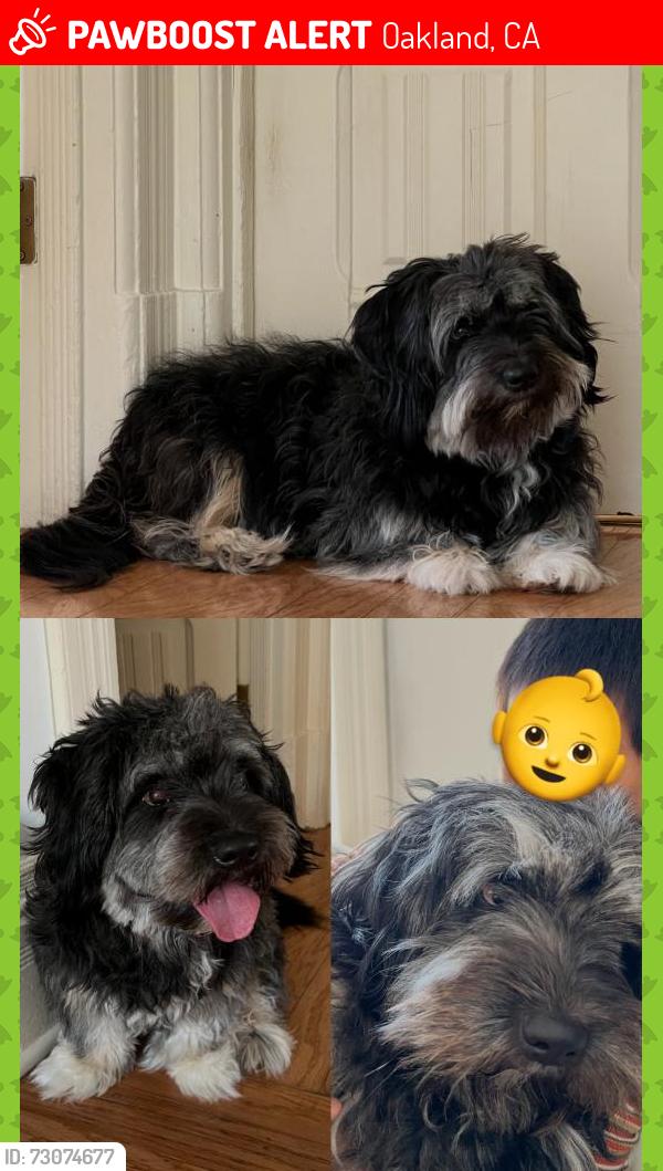 Lost Male Dog last seen Foothill Blvd and 24th Ave, Oakland, CA 94601