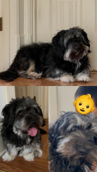 Lost Male Dog last seen Foothill Blvd and 24th Ave, Oakland, CA 94601