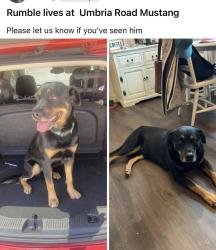Lost Male Dog last seen 44th County Line, Oklahoma City, OK 73179