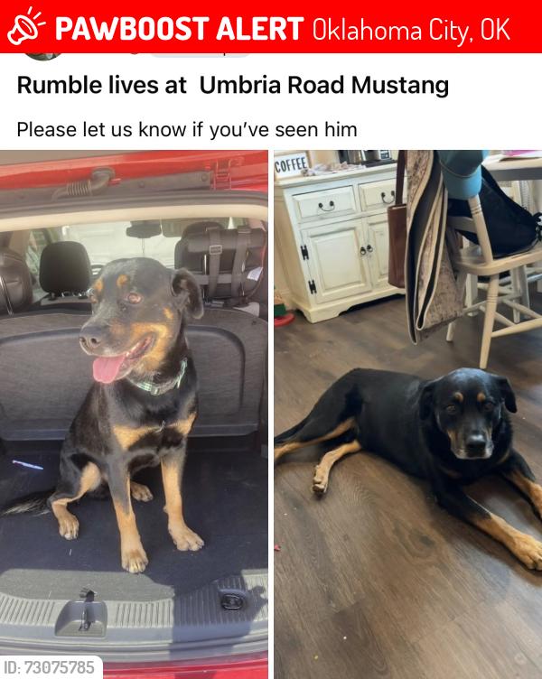 Lost Male Dog last seen 44th County Line, Oklahoma City, OK 73179