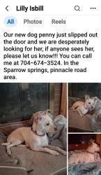 Lost Female Dog last seen Sparrow Springs Rd. Kings Mountain, Gaston County, NC 28052