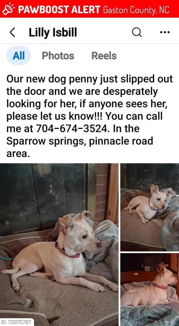 Lost Female Dog last seen Sparrow Springs Rd. Kings Mountain, Gaston County, NC 28052